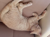 British shorthair 1 yaşında erkek