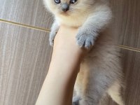 Bluepoint Ayı surat scottish fold bebek