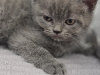 2 aylık dişi british shorthair