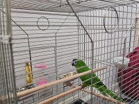 MÜKEMMEL YAVRU CÜCE MACAW ALIŞMIŞ