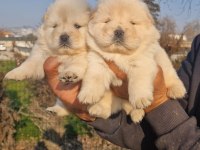 Çin Aslanı Yavru Köpeklerimiz