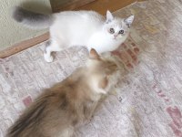 British Shorthair Bicoloor Erkek Yavru