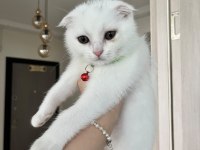 3 aylık dişi scottish fold beyaz