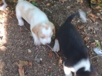 Saf kan beagle yavrularım