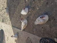 Amerikan ördeği 20 adet