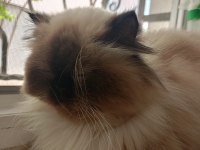 Himalayan kedimiz