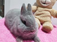 Safkan Hollanda Cüce Tavşan (Netherland Dwarf)
