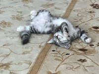 3 aylık british shorthair yavrumuza yuva arıyoruz