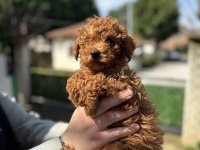 TOY POODLE ORJİNAL BEBEKLER SAKARYA