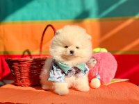 Sevimli Pomeranian Boo Yavrularımız