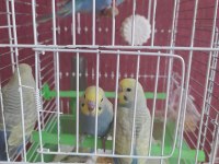 Rainbow güzel renkli yavru muhabbet kuşları