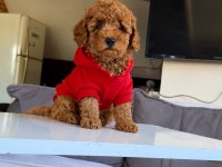 Dişi Erkek Poodle