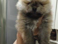 Pomeranian Boo Erkek Ve Dişi Yavrularımız