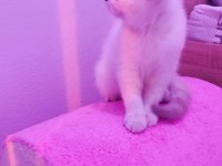 2 aylık sevimli british shorthair yavrumuz