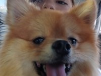 1 yaşında pomeranian ömürlük yuvasını arıyor