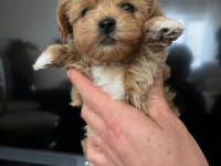 MALTİPOO YAVRULARI ANKARA