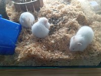 Yavru hamsterlar