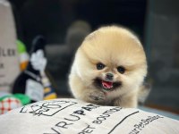 Irk Ve Sağlık Garantili Pomeranian Boo Yavrularımız