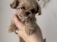 Tr de tek micro teacup maltipoo yavrusu