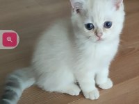 Safkan British Shorthair
