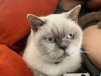 British Blue Point Dişi