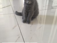 Dişi British shorthair