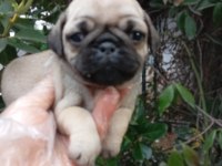A Kalite Sıfır Burun Pug Bebekler