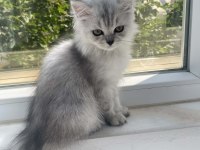 British Longhair Güzel Kızımız