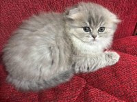 Mama karşılığı yavru scottish fold