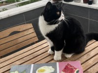 Ücretsiz Kedimizi Sahiplendirme