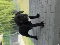 2 AYLIK ERKEK CANE CORSO KÖPEKLER SİYAH DİŞİLER BLUE