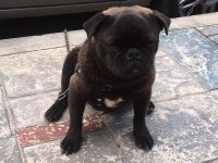 Siyah pug eve arabaya pislemez