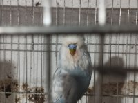 Jumbo Muhabbet Kuşu