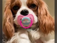 9 haftalık cavalier king charles yavruları erkek dişi