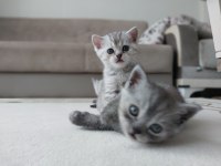 British shorthair cinsi yavrularımız yeni evlerini arıyor