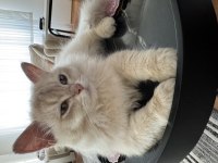 British Longhair AY11 erkek yavrumuza yuva arıyoruz