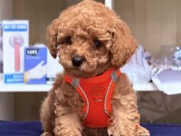 Sıfır numara toy poodle