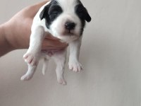 Tibet Terrier 15 günlükler