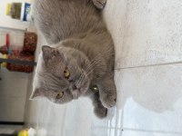 Scottish Fold Kedisi