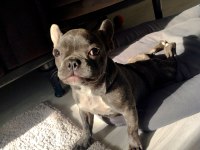 French Bulldog Blue