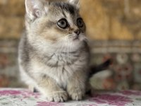 BRİTİSH BLACK GOLDEN BEBEK UYGUN SAHİPLENDİRİLECEK
