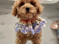 F1 KALİTE MALTİPOO BEBEKLERİM