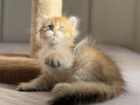 Mükemmel kalite Golden Ny11 Ny12 British Longhair