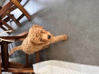 70 günlük poodle kedimiz ile anlaşamıyor