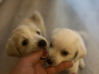 Beyaz meleklerim terrier maltese