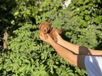 Kore Kan Aşılı Poodle Bebekler