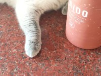 Malzemeleri ile ücretsiz sahiplendirilecek kedimiz