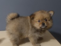Pomeranian spitz