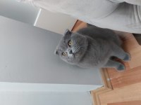 7 aylık erkek scottish fold wc eğitimli