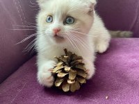 Satılık Scottish Fold Yavrusu